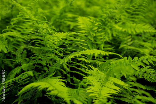 Thick Ferns Grow In South Carolina Spring