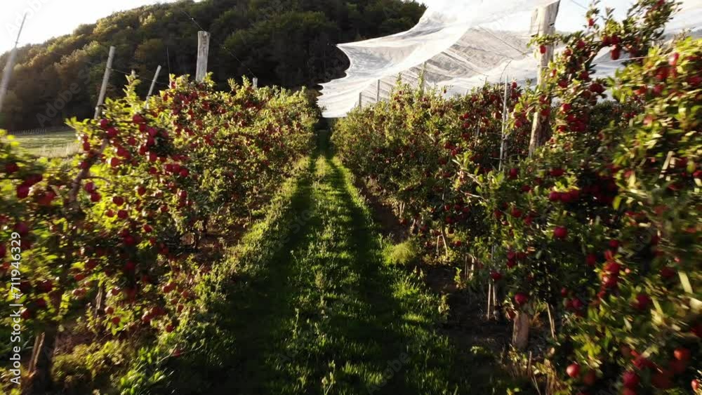 Flying in apple orchard, France. Ripe red apples ready to pick at harvest time. Cultivar Braeburn.