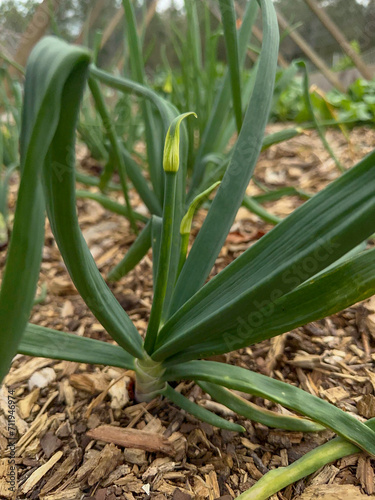 Closeup shot of an onion starting to blossom