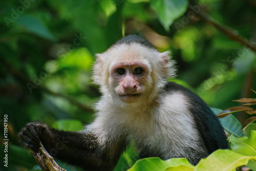 La mirada dulce de un capuchino joven