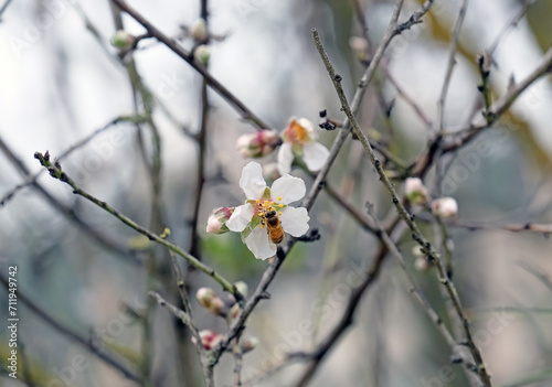 A bee pollinates an almond tree flower