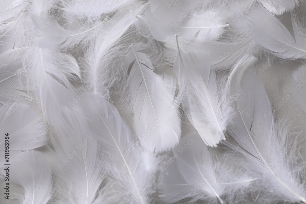 Fluffy white feathers as background, top view Fluffy white feathers as background, top view