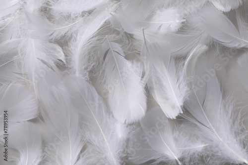 Fluffy white feathers as background  top view