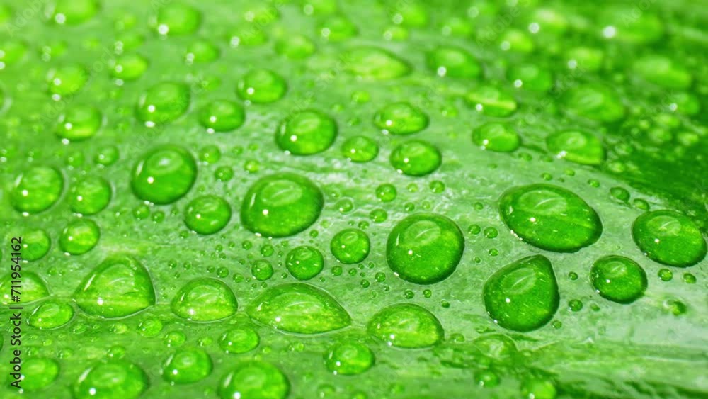 Experience the sheer wonder of water droplets clinging to wet green