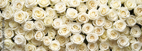 White roses background. horizontal  top view.
