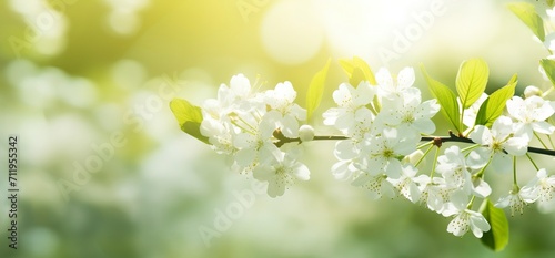 sunny spring background, hd wallpaper, in the style of soft focus lens, dark white and green, symbolic nabis, flower power, serene landscapism, award-winning - generative ai