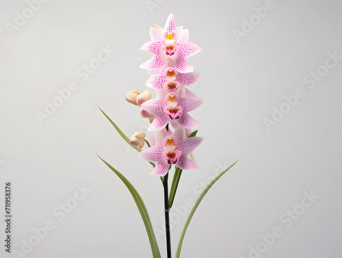 Foxtail Orchid flower in studio background, single Foxtail orchid flower, Beautiful flower images photo