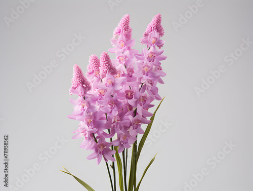 Foxtail Orchid flower in studio background, single Foxtail orchid flower, Beautiful flower images photo