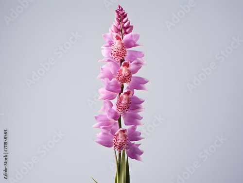 Foxtail Orchid flower in studio background, single Foxtail orchid flower, Beautiful flower images photo