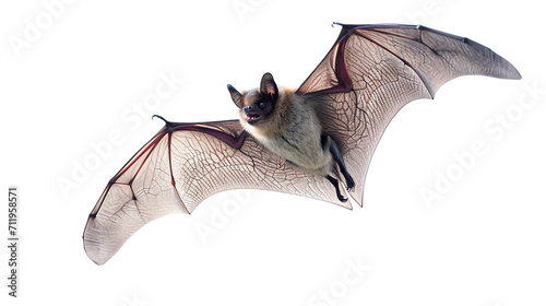Bat in flight. Wing flap. Flying bat Isolated white background. grey long-eared bat. AI Generative photo