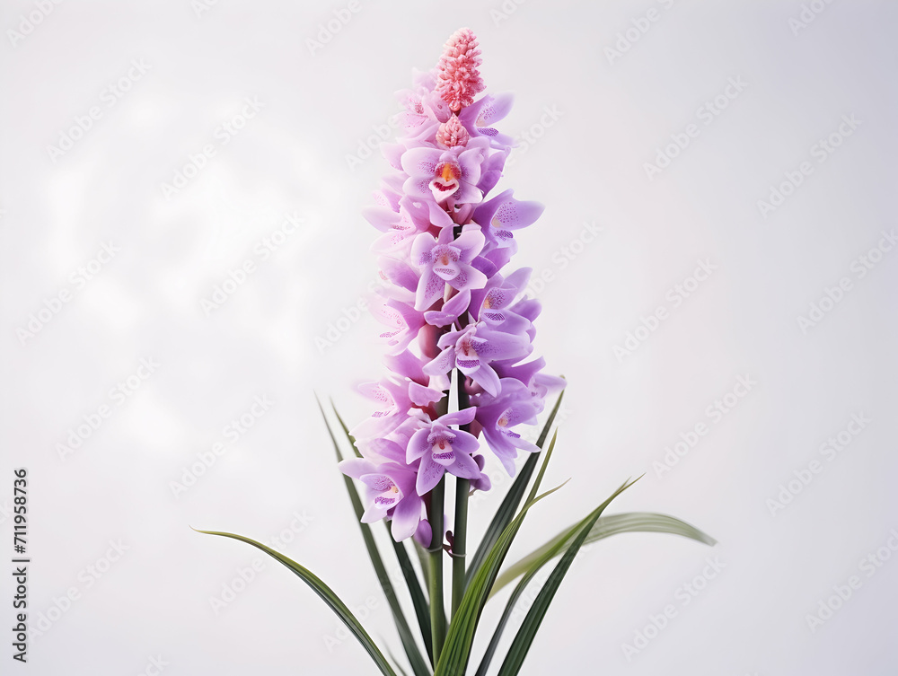 Obraz premium Foxtail Orchid flower in studio background, single Foxtail orchid flower, Beautiful flower images
