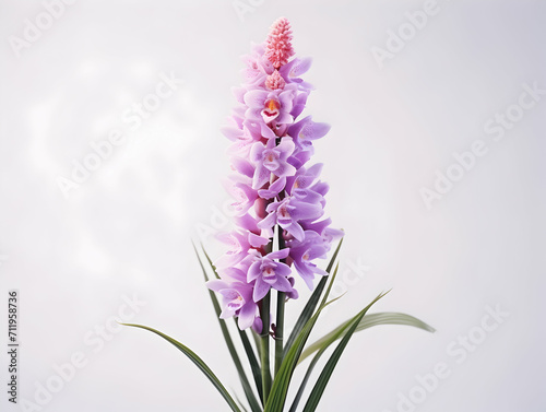 Foxtail Orchid flower in studio background  single Foxtail orchid flower  Beautiful flower images