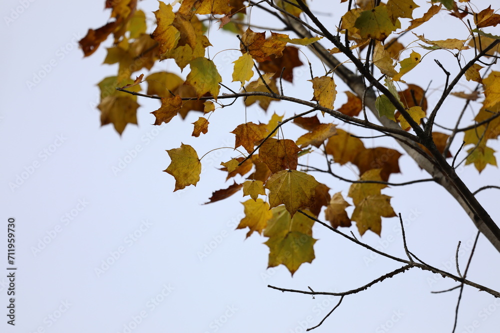 日本の紅葉 日本の紅葉