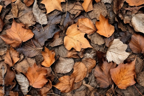 Detail of floor texture of dry leaves 