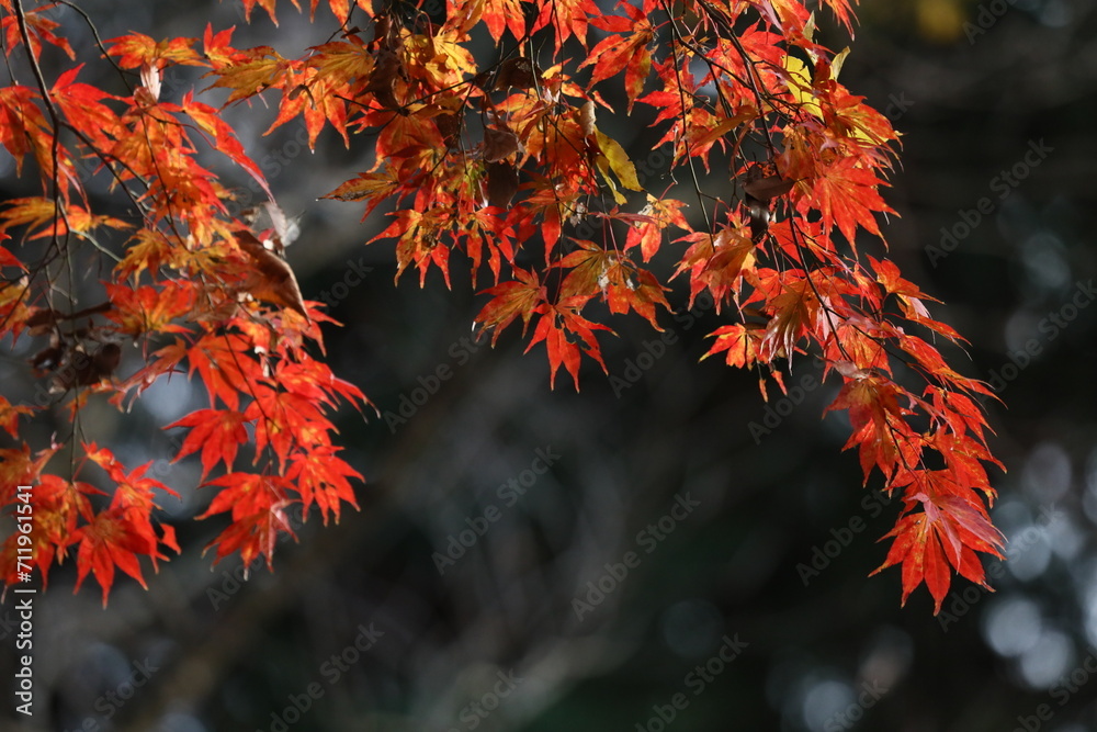日本の紅葉 日本の紅葉