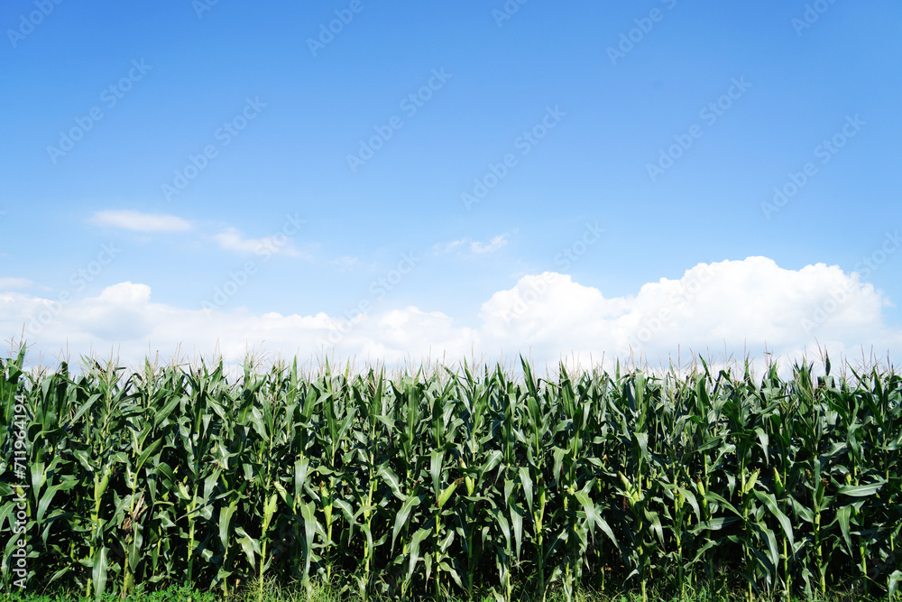 The corn in the field The corn in the field