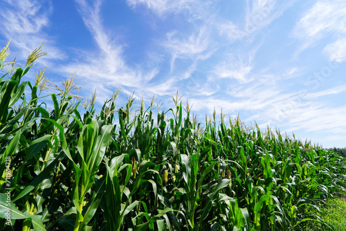 The corn in the field