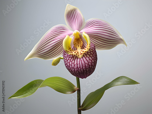 Lady Sliper Orchid flower in studio background, single lady sliper flower, Beautiful flower images photo