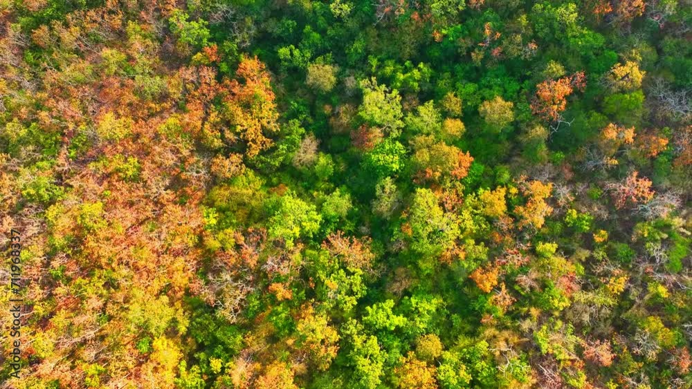 Thailand's Deciduous Dipterocarp Forest is a living masterpiece. Witness the breathtaking colors as leaves fall in vibrant red, yellow, and orange from a stunning drone perspective. Stock footage.
