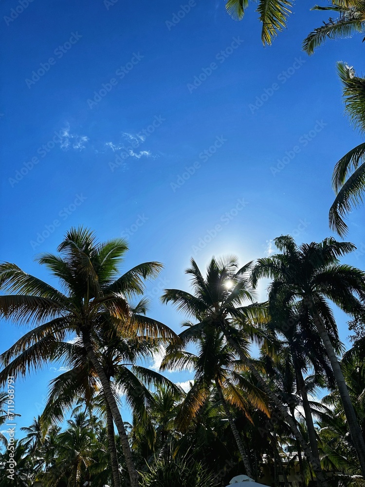 Obraz premium palm trees on the beach