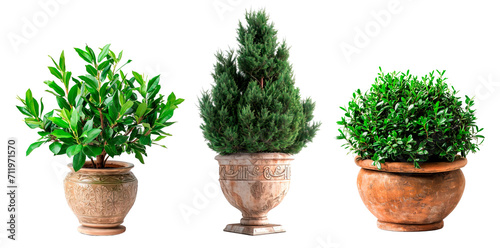 Set of different outdoors plants in elegant ceramic pots over isolated transparent background