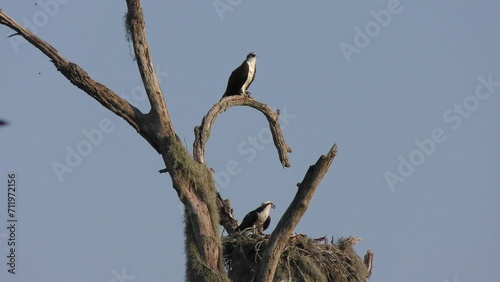 Osprey Couple in their Nest in Florida Wetlands.