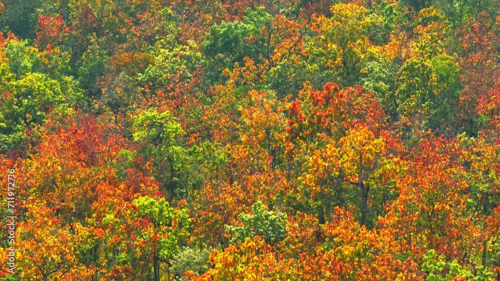 From the sky, Thailand's dry dipterocarp forest emerges as a striking canvas of beauty, revealing the harmonious blend of earth's elements in this natural wonder. Ecological diversity concept. 4K.
From the sky, Thailand's dry dipterocarp forest emerges as a striking canvas of beauty, revealing the harmonious blend of earth's elements in this natural wonder. Ecological diversity concept. 4K.