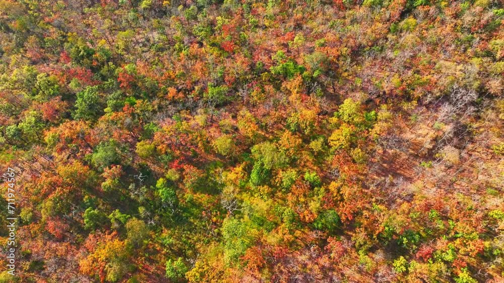 A breathtaking panorama of Thailand's dry dipterocarp forest captured from a drone, showcasing nature's artistry in vivid hues and intricate patterns. Greenery and flora concept. 4K stock footage.
A breathtaking panorama of Thailand's dry dipterocarp forest captured from a drone, showcasing nature's artistry in vivid hues and intricate patterns. Greenery and flora concept. 4K stock footage.
