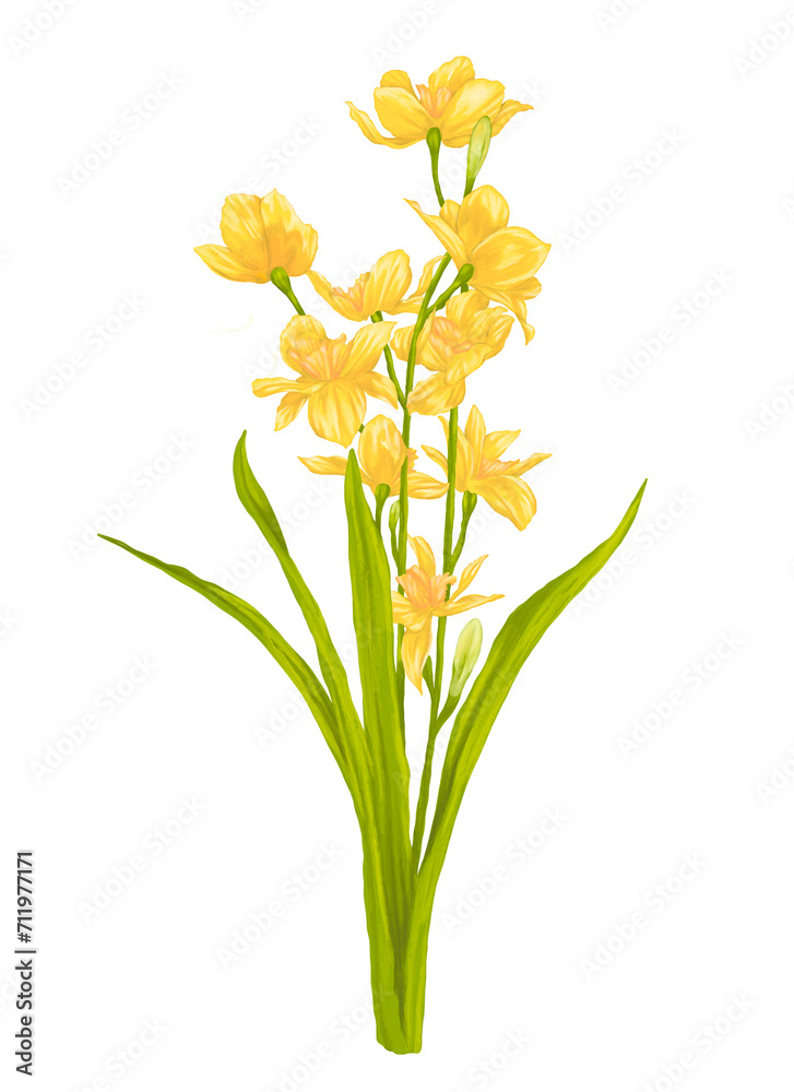Yellow daffodil flower digital painting illustration