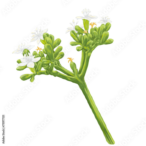 Chaya tree spinach flower digital painting