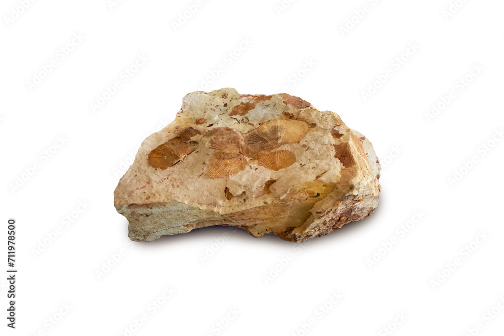 Brachiopod fossils on sandstone isolated on white background. Brachiopod fossils on sandstone isolated on white background.
