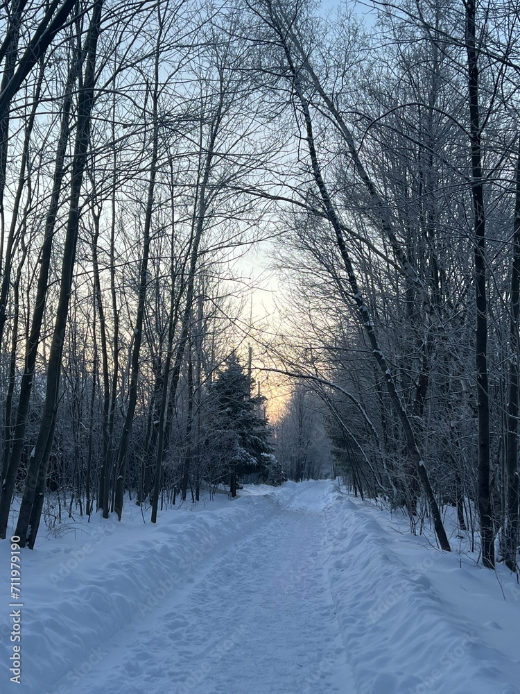 Fototapeta premium winter in the forest