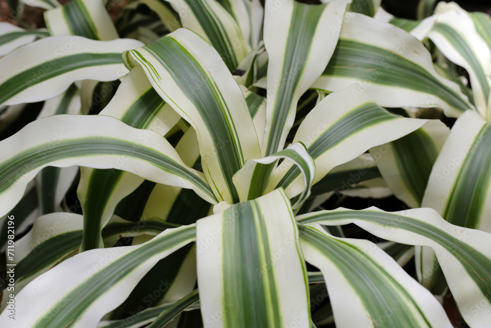 Obraz premium Dracaena fragrans (L.) Ker Gawl. White green leaves