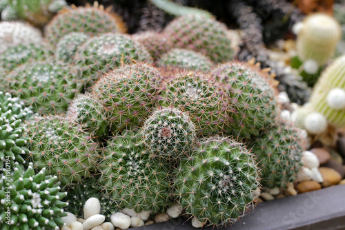 Beautiful cactus plant in a pot