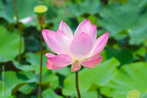 Pink lotus flower blooming in pond with green leaves. Lotus lake  beautiful nature background.