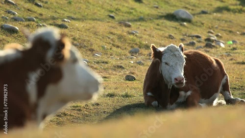 Two red cows lie on the ground and chew grass