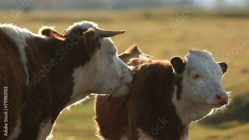 Mother cow licks calf
