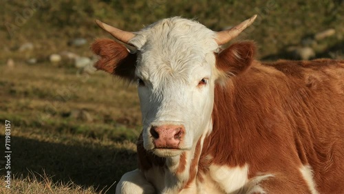 The cow lies on the ground and chews grass