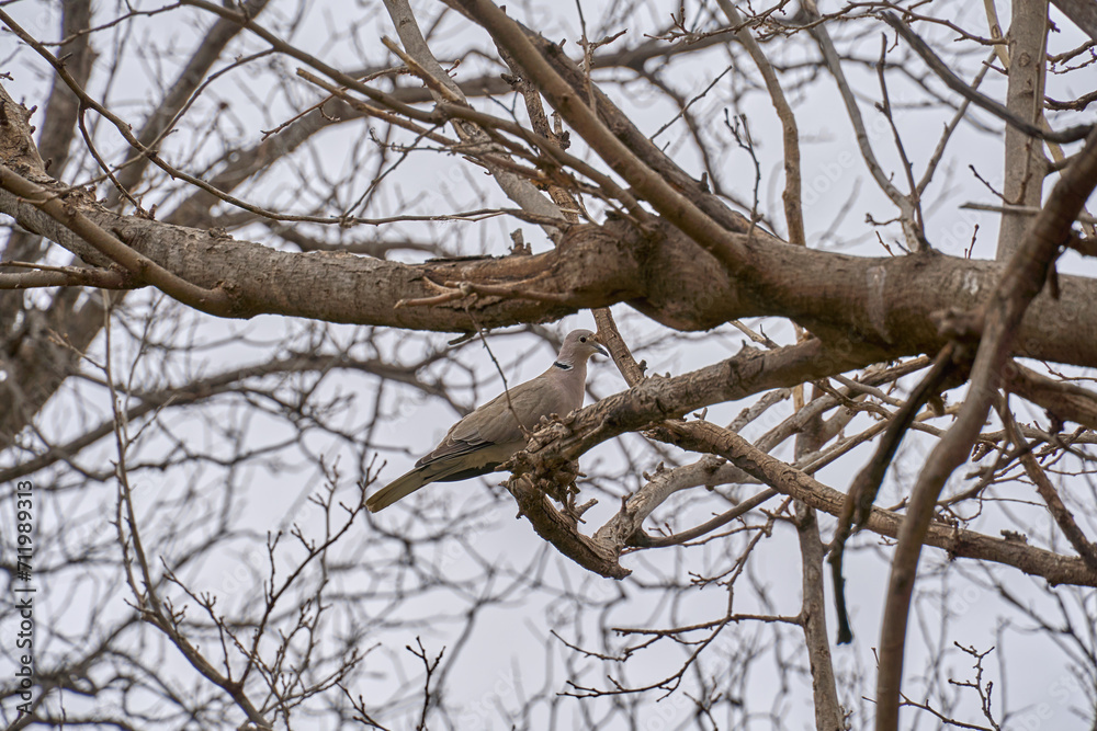 Eurasian Collard Dove camouflaged in the bare winter branches of a mulberry tree. Eurasian Collard Dove camouflaged in the bare winter branches of a mulberry tree.