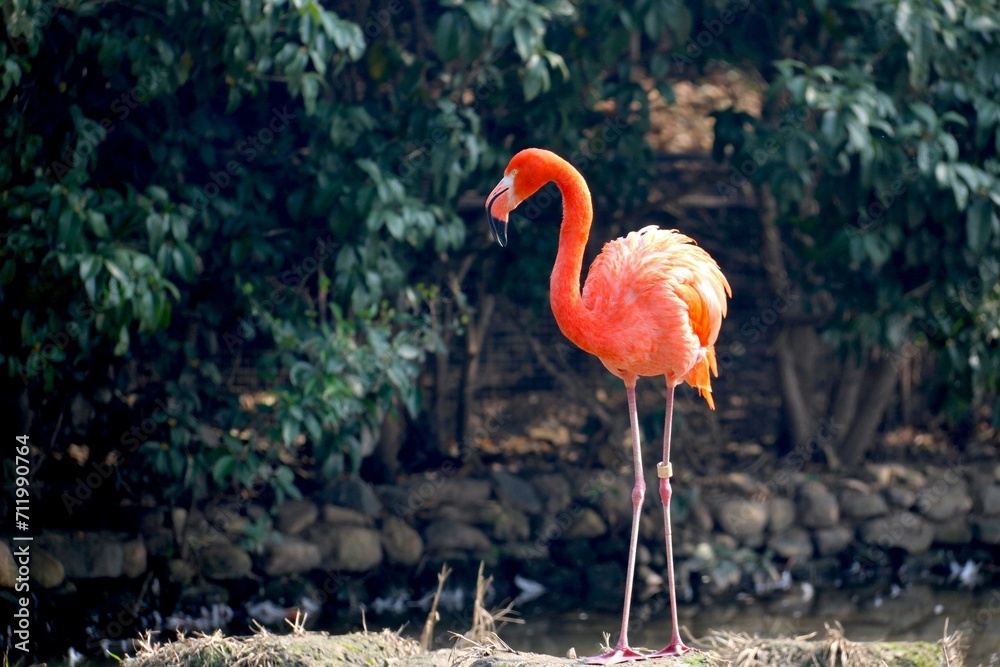 Fototapeta premium flamingo in the zoo