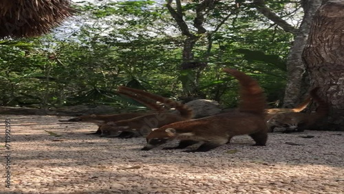 Family Feeding Frenzy: Coatis at Tulum Cenote Rest Spot, a huge family of coati mexican raccoons or kudamundis being fed and eating by a tulum cenote rest spot feeding Mexican  photo