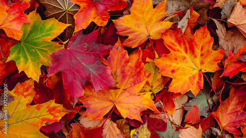 Vibrant autumn maple leaves nature beauty showcased