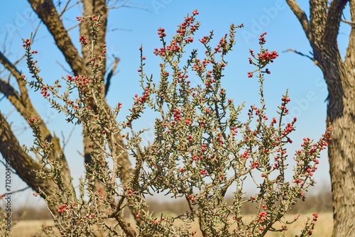 Texas Christmas Cactus. West Texas Pencil Cholla Cactus, Cylindropuntia leptocaulis with bright red rip fruits photo