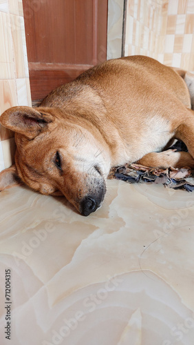 A dog sleeping relaxed on a tiled floor, peaceful daily home life with a pet. Vertical