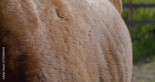 Shining fur of horse's side in the sun 1