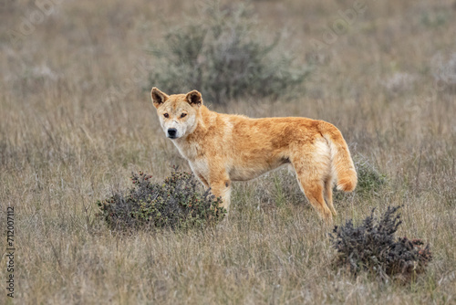A wild Dingo (Canis lupus dingo) hunting on the Nullarbor Plain, South Australia © Anne Powell