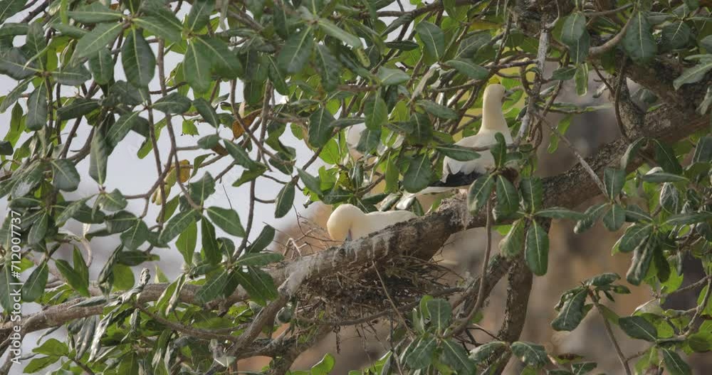 Low angle handheld shot of white morph boobies in their nests Low angle handheld shot of white morph boobies in their nests