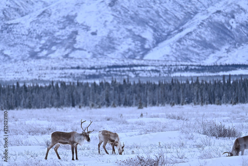 Caribou grazing in a snowy Alaska landscape.
