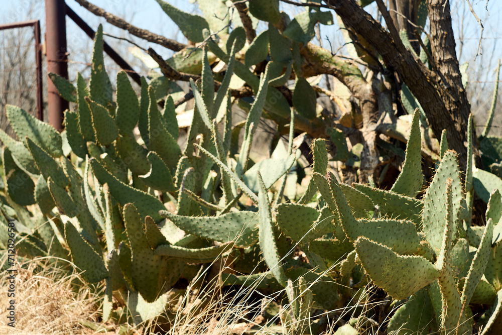 Fototapeta premium Wild Cows tongue prickly pear cactus in the mesquite forest of West Texas.