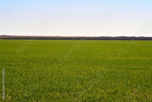 Green field, tree and blue sky.Great as a background,web banner
